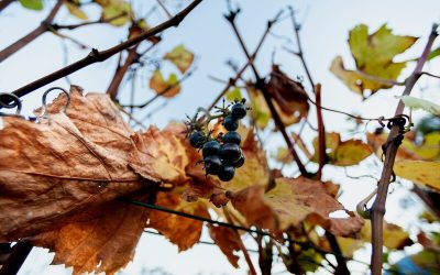 Vinos en Chubut. Es de Comodoro y creó el primer vivero del país que produce plantas de vid inoculadas.