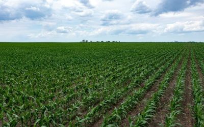 Intensificación agrícola- Cómo mejorar los suelos con más cultivos