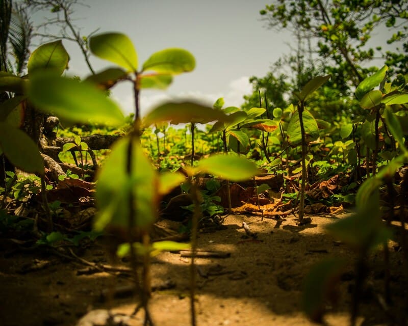 Siembra en la tierra. Plantas y árboles