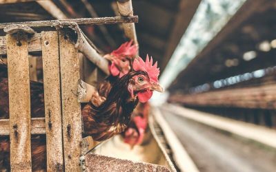 Dos gallinas sacando la cabeza entre las maderas de un corral en una granja avícola