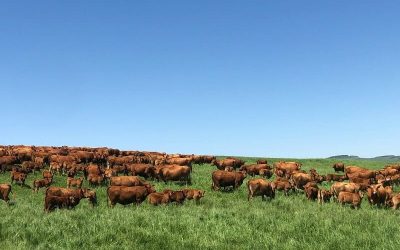 Grupo de vacas en el campo