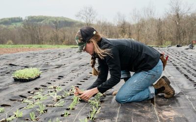 Mujer cosechando en una plantación
