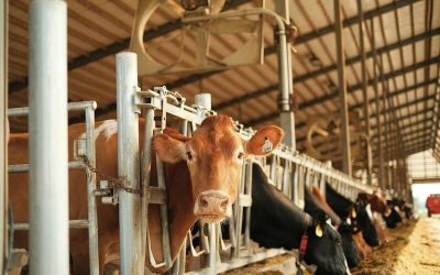 vacas en una lechería de campo