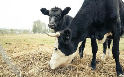 Dos vacas comiendo alfalfa