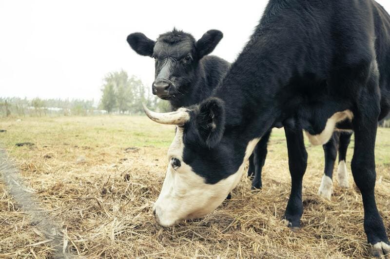 Dos vacas comiendo alfalfa