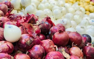 muchas cebollas moradas y blancas