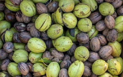 Muchas nueces de pecan verdes y marrones