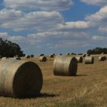 Fardos de forraje en el campo