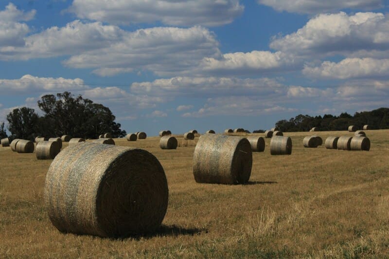 Fardos de forraje en el campo