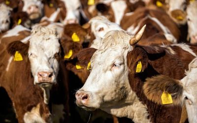 vacas marrones y blancas