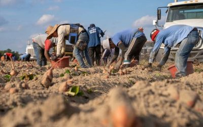 Obreros en el campo