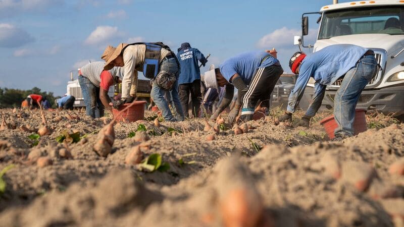 Obreros en el campo