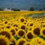 Campo de girasoles