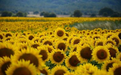Campo de girasoles