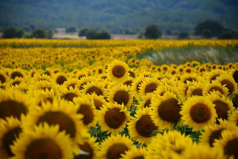 Campo de girasoles