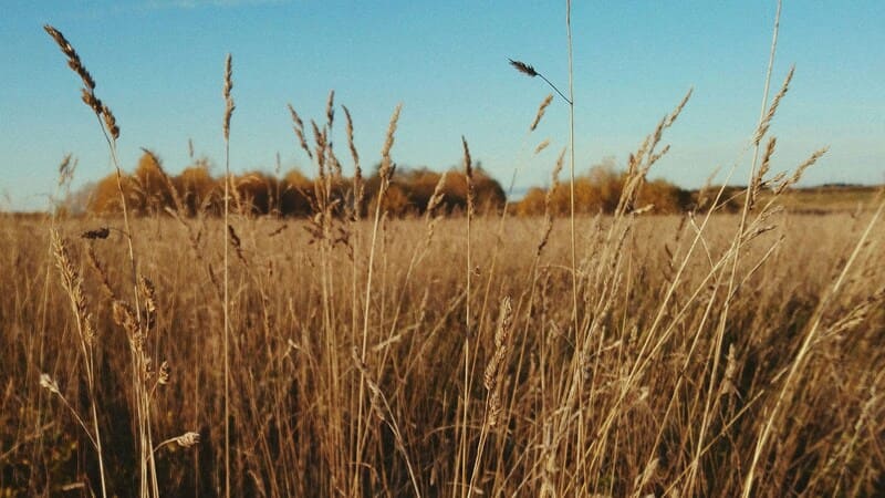 yuyos en el campo