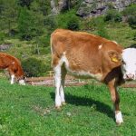 vaca marron