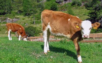 vaca marron