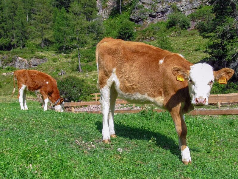 vaca marron
