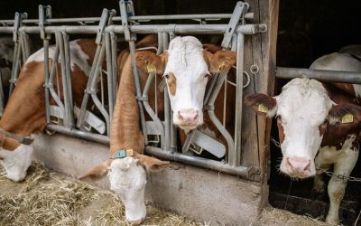 Vacas en un tambo