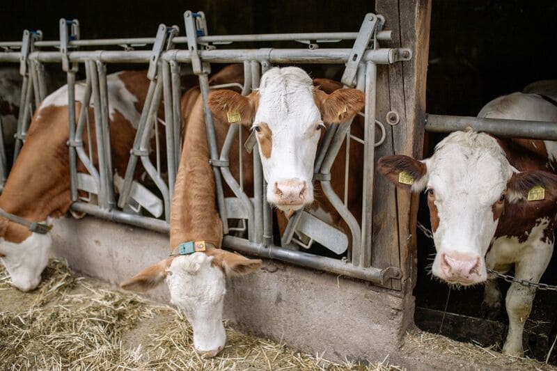 Vacas en un tambo