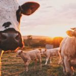 vacas en el campo