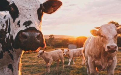 vacas en el campo