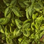 Plantas de orégano