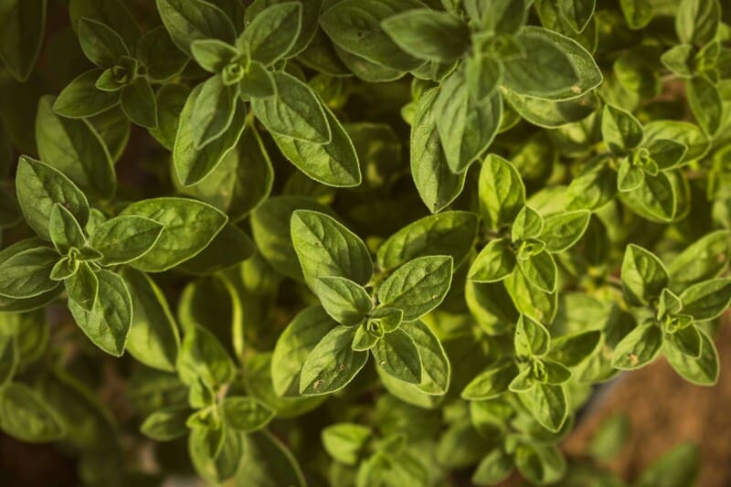 Plantas de orégano