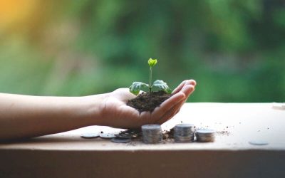 plantita creciendo en una mano
