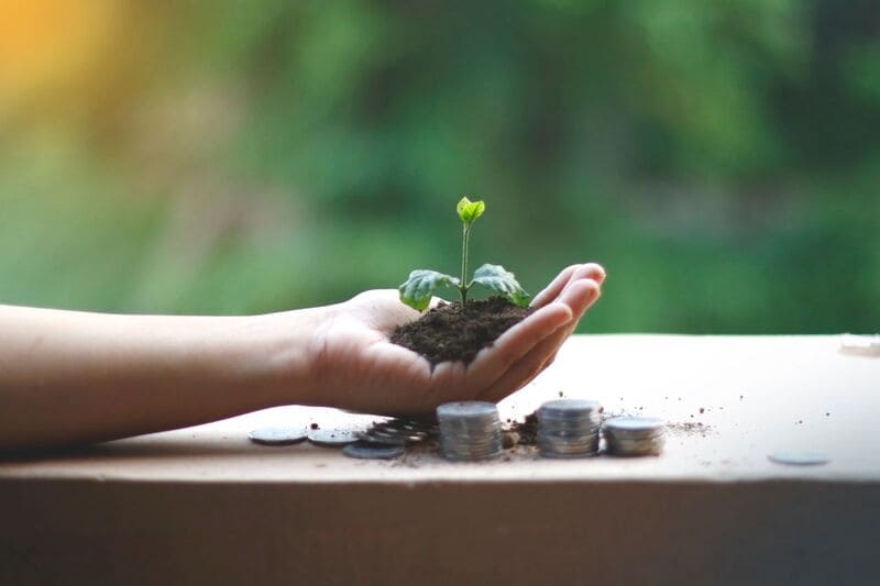 plantita creciendo en una mano