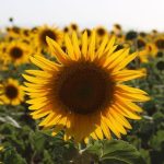 Girasol