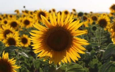 Girasol