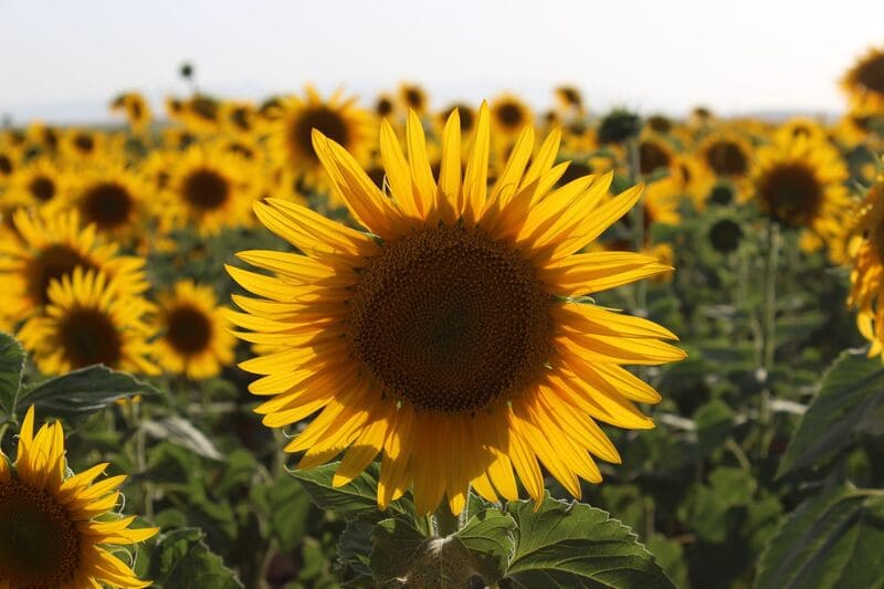 Girasol